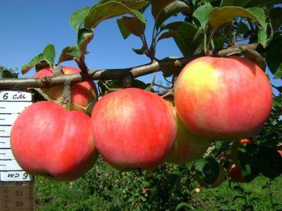 Сорт яблони Услада, описание, характеристика и отзывы, а также особенности выращивания данного сорта - vasha-teplitsa.ru - Россия