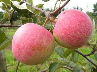 Лучшие зимние сорта яблони, в том числе для различных регионов, с описанием, характеристикой и отзывами - vasha-teplitsa.ru - Московская обл.