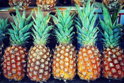 Как вырастить ананас в домашних условиях, в том числе особенности посадки, пересадки и плодоношения - vasha-teplitsa.ru