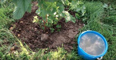 Чем удобрять малину осенью для улучшения урожая на следующий год - vasha-teplitsa.ru