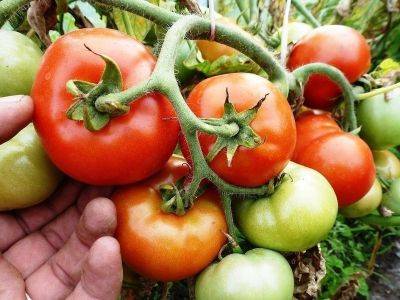 Чем подкормить помидоры в период плодоношения: лучшие подкормки, рецепты и сроки - vasha-teplitsa.ru