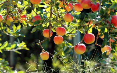 Лучшие сорта яблони для Черноземья с описанием, характеристикой и отзывами, а также особенности выращивания в данном регионе - vasha-teplitsa.ru - Россия