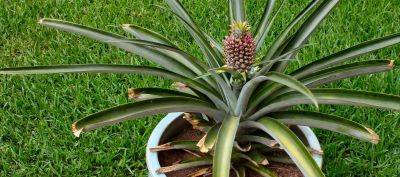 Как вырастить ананас в домашних условиях из верхушки пошагово, в том числе как правильно обрезать плод и подготовить к посадке - vasha-teplitsa.ru