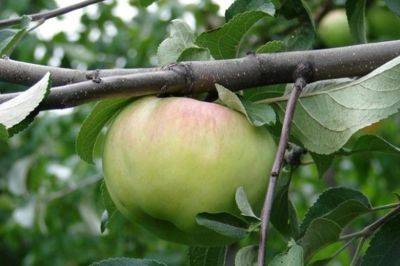 Сорт яблони Богатырь, описание, характеристика и отзывы, а также особенности выращивания данного сорта - vasha-teplitsa.ru