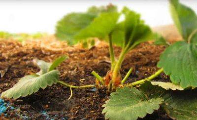 Чем удобрять клубнику осенью для улучшения урожая на следующий год - vasha-teplitsa.ru
