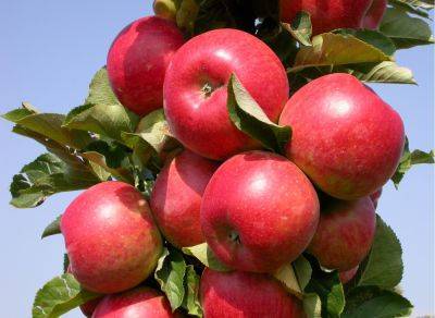 Сорт яблони Останкино, описание, характеристика и отзывы, а также особенности выращивания данного сорта - vasha-teplitsa.ru - Россия - Ссср
