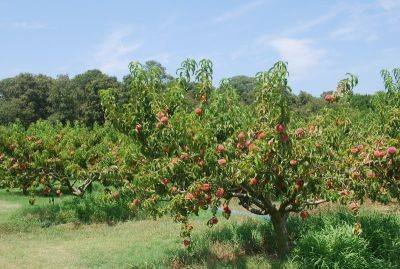 Как правильно подкормить персик, в том числе, когда лучше проводить удобрение растения - vasha-teplitsa.ru