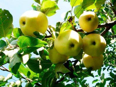 Сорт яблока Папировка - описание, характеристика и отзывы, а также особенности выращивания данного сорта - vasha-teplitsa.ru - Россия - Украина - Германия - Белоруссия - Польша