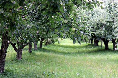 Обрезка яблони, когда и как правильно ее делать, в том числе особенности формирования кроны на разных этапах развития растения - vasha-teplitsa.ru