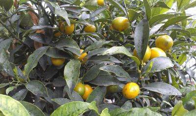 Болезни листьев лимона, почему они желтеют и опадают: что делать, как вылечить, защитить и восстановить поврежденное растение - vasha-teplitsa.ru
