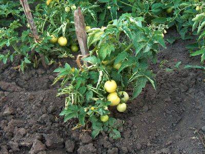 Уход за помидорами в июле: в теплице и открытом грунте - vasha-teplitsa.ru