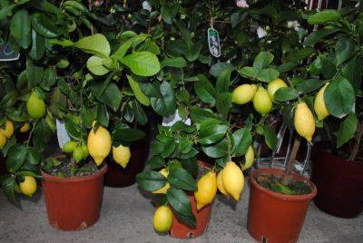 Как посадить лимон правильно, в том числе сроки и регулярность пересадки растения - vasha-teplitsa.ru