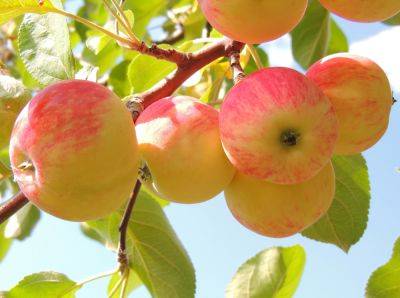 Выращивание саженцев яблони, в том числе из семечка, а также уход за ними - vasha-teplitsa.ru - Россия - Украина - Белоруссия