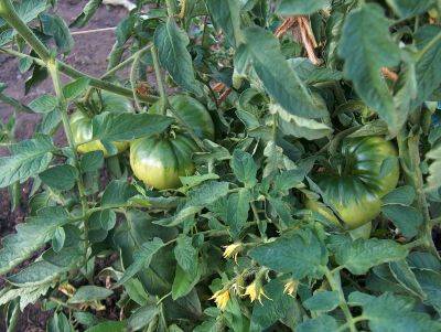 Почему у помидоров скручиваются листья в теплице и открытом грунте, что делать - vasha-teplitsa.ru
