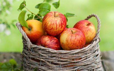 Лучшие сладкие сорта яблони, в том числе для различных регионов, с описанием, характеристикой и отзывами, а также особенности их выращивания - vasha-teplitsa.ru