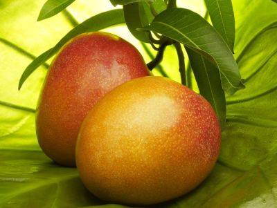 Выращивание манго, а также особенности ухода ним, в том числе как привить домашних условиях - vasha-teplitsa.ru - Индия - Россия - Сша - Мексика - Австралия - Таиланд - Вьетнам - Бирма