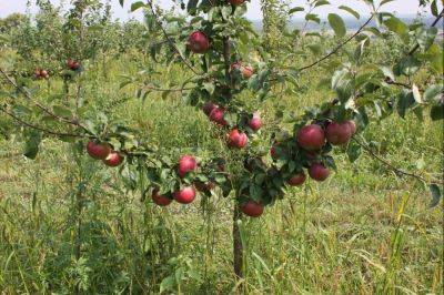 Как привить яблоню, в том числе сроки и способы проведения окулировки, а также как выбрать и сохранить черенки - vasha-teplitsa.ru - Греция