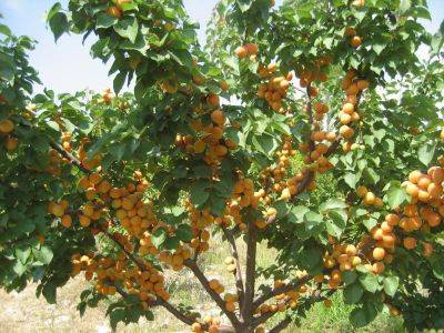 Как вырастить абрикос из косточки: особенности посадки, ухода и плодоношения - vasha-teplitsa.ru - Россия - Уральск