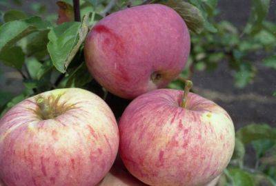 Сорт яблони Мельба, описание, характеристика и отзывы, а также особенности выращивания данного сорта - vasha-teplitsa.ru - Канада