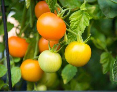 Почему не краснеют помидоры в теплице и открытом грунте: причины и что делать - vasha-teplitsa.ru
