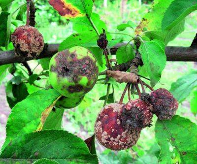 Яблоки гниют на дереве, в чем причина и как с этим бороться, а также меры профилактики заболевания - vasha-teplitsa.ru