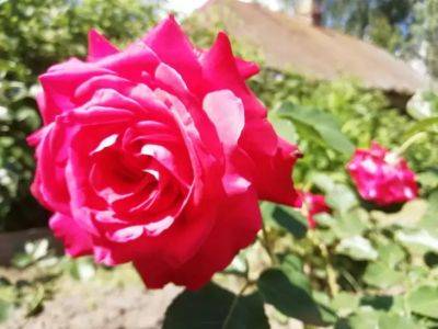 2 столовые ложки удобрения – и ваши розы будут усыпаны крупными цветами - belnovosti.by