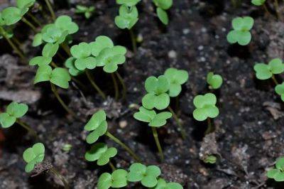 Как вырастить микрозелень на собственном подоконнике: проще, чем кажется на первый взгляд - belnovosti.by