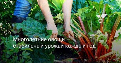 Многолетние овощи — стабильный урожай каждый год - botanichka.ru