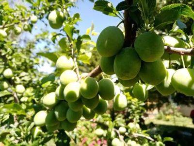 Почему слива сбрасывает ещё зелёные плоды: совет, как защитить урожай - belnovosti.by