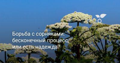 Борьба с сорняками: бесконечный процесс, или есть надежда? - botanichka.ru