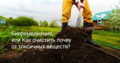 Биоремедиация, или Как очистить почву от токсичных веществ? - botanichka.ru - Россия - г. Виноград