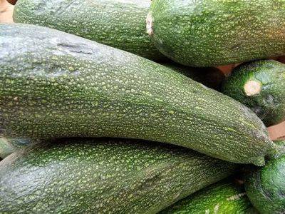 Не сажайте кабачки рядом с этими овощами: об урожае можно будет забыть в этом сезоне - belnovosti.by