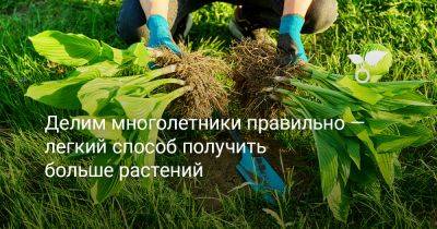 Делим многолетники правильно — легкий способ получить больше растений - botanichka.ru