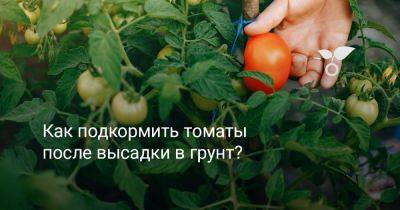 Как подкормить томаты после высадки в грунт? - botanichka.ru