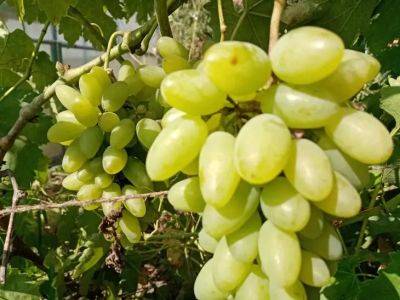 Что нужно сделать с виноградом в июле, чтобы был большой и сладкий - belnovosti.by - г. Виноград