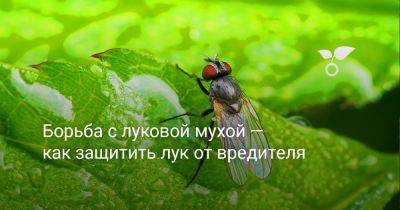 Борьба с луковой мухой — как защитить лук от вредителя - botanichka.ru
