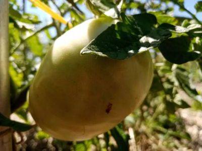 Уход за помидорами в июле. Что следует сделать, чтобы получить хороший урожай - belnovosti.by