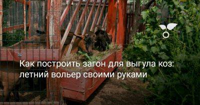 Как построить загон для выгула коз: летний вольер своими руками - botanichka.ru