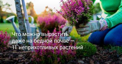 Как процветать на бедной почве — 11 неприхотливых растений для капризных участков - botanichka.ru