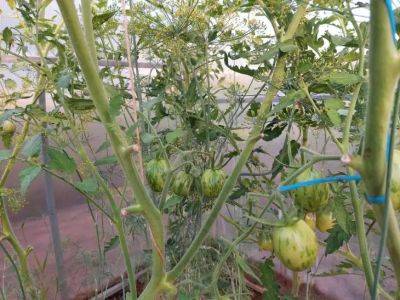 Как спасти томаты от похолодания: 2 необходимые процедуры - belnovosti.by