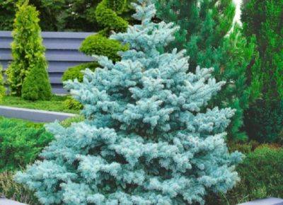 Ель голубая Супер Блю Сидлинг: описание, высота взрослого дерева, отзывы - fermilon.ru