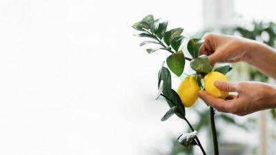 Как вырастить лимон из косточки в домашних условиях и правильно ухаживать за растением - nur.kz