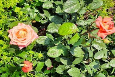 Чем стоит подкормить розы, чтобы они цвели все лето: новинка среди удобрений - belnovosti.by