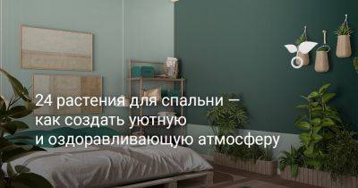 24 растения для спальни — как создать уютную и оздоравливающую атмосферу - botanichka.ru