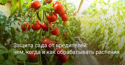 Защита сада от вредителей: чем, когда и как обрабатывать растения? - botanichka.ru
