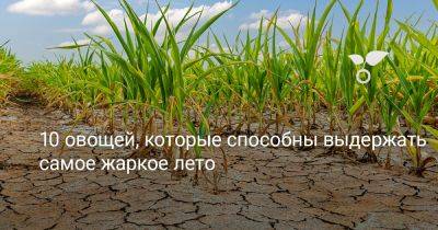 10 овощей, которые способны выдержать самое жаркое лето - botanichka.ru