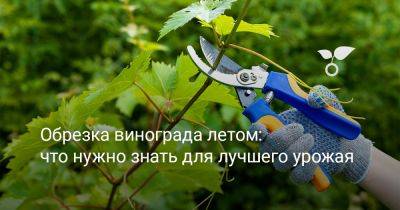Обрезка винограда летом: что нужно знать для лучшего урожая - botanichka.ru - г. Виноград
