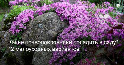 Какие почвопокровники посадить в саду? 12 малоуходных вариантов - botanichka.ru
