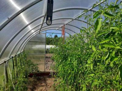 Способ поливать томаты «по науке»: прибавка в урожае 50 процентов - belnovosti.by