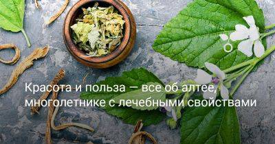 Красота и польза — всё об алтее, многолетнике с лечебными свойствами - botanichka.ru